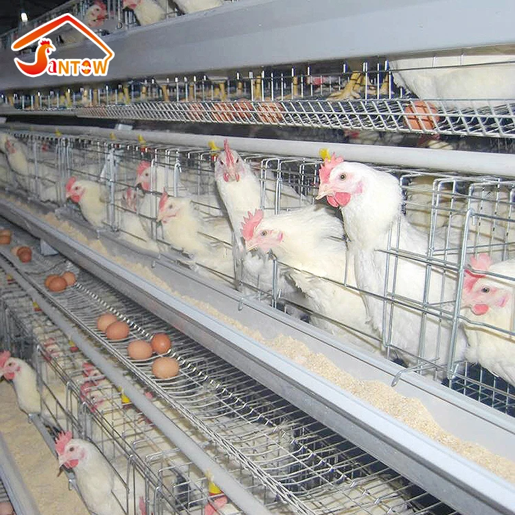 Layer Cage Assembling Tools Layer Chicken Cage For Live Chicken large scale chicken farms for bv 380 of germany