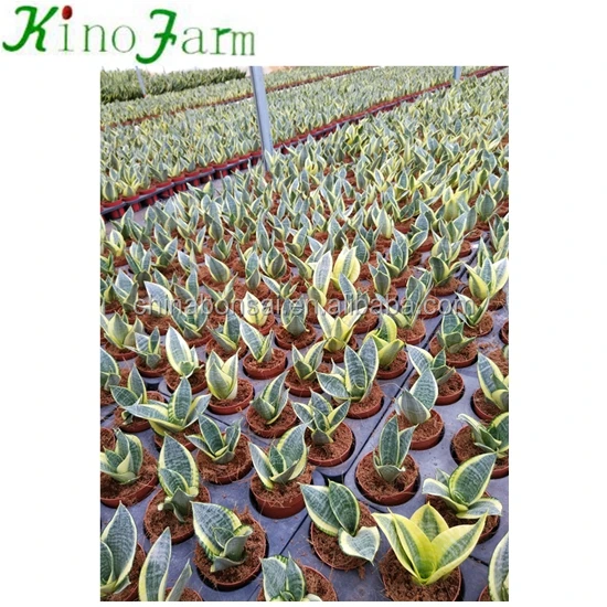 
Golden Hahnii Sansevieria Snake Plant 