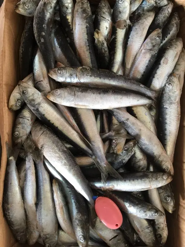 
2018 new arrive high quality with good price frozen sardine sardinella longiceps for canning and market 