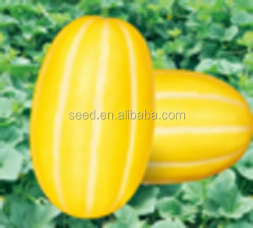 Early mature sweet hybrid melon seeds for planting Huangxiu