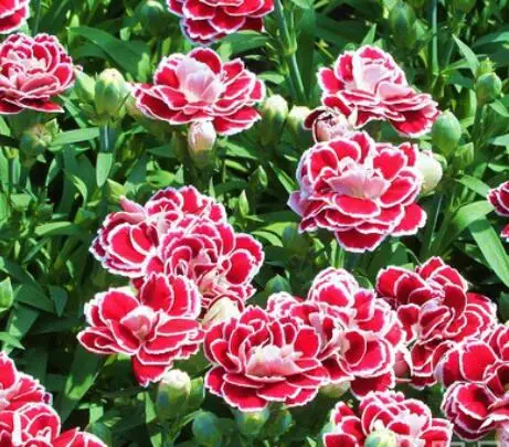 Beautiful flower seed mix colors Dianthus caryophyllus seeds