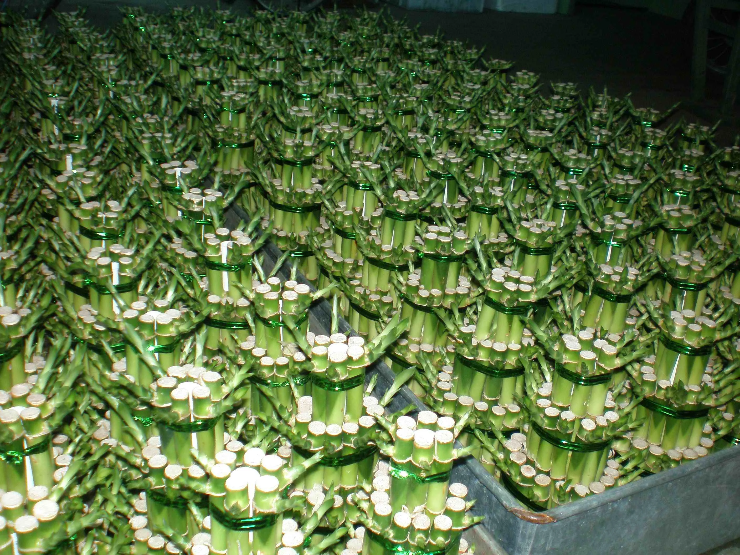 
wholesale small 3 tier indoor bonsai lucky bamboo tower 