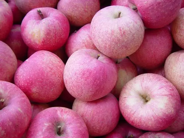 Hot Selling China Organic Fruits Fresh apples qinguan apple