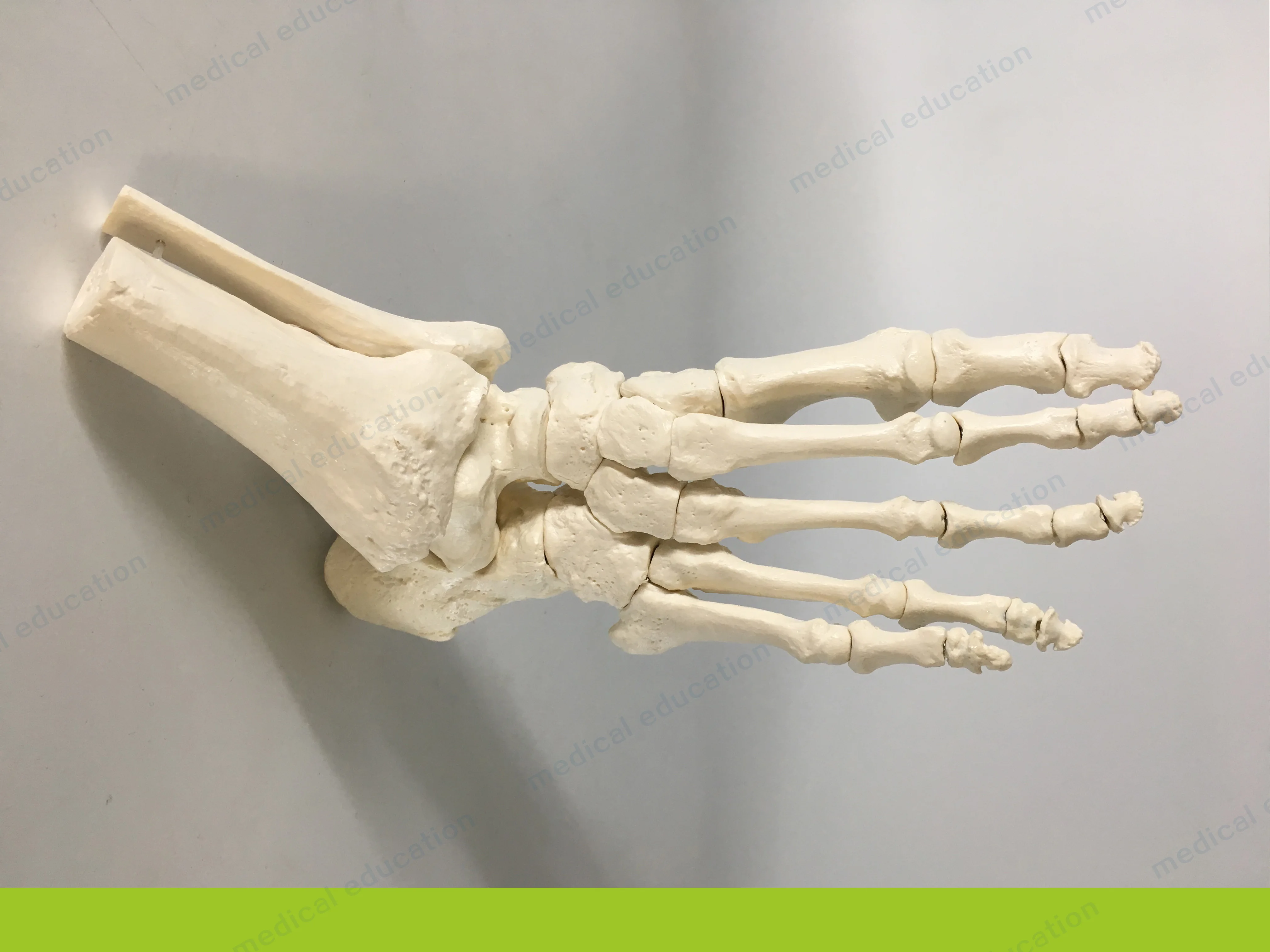 
Medical Teaching Model of High-end 1-1 Bone Removable Magnet Connection 