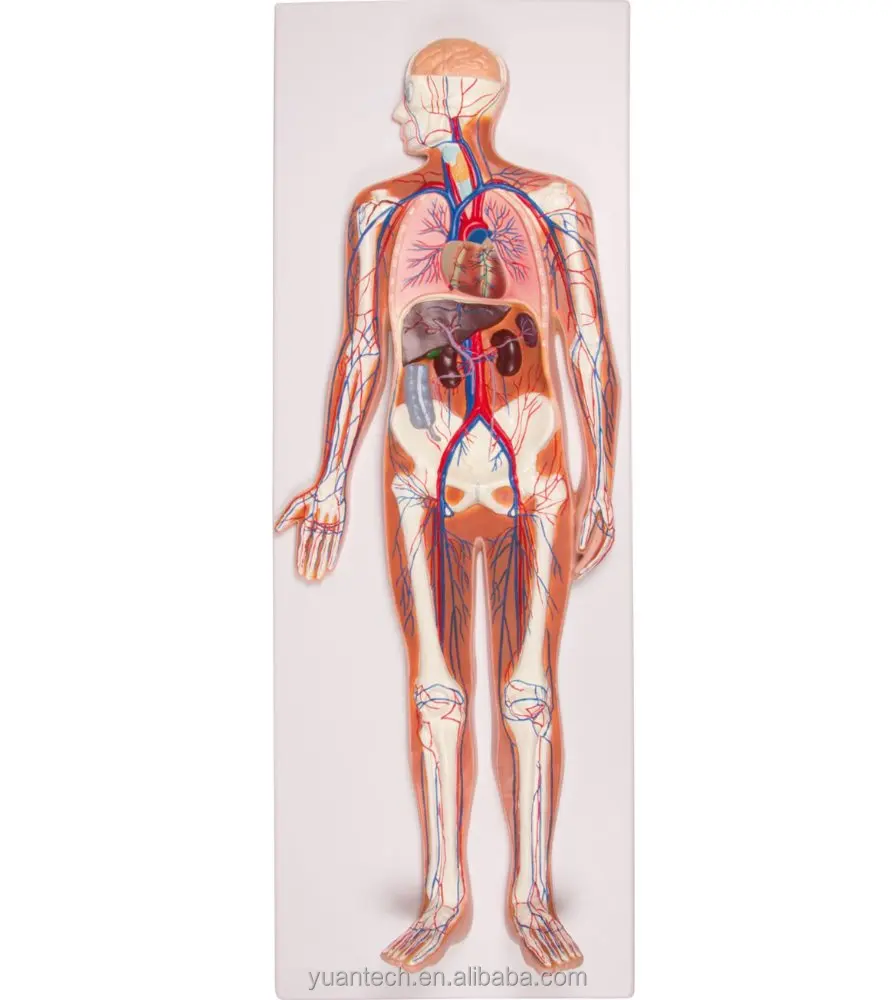 Human Circulation System Plastic Model