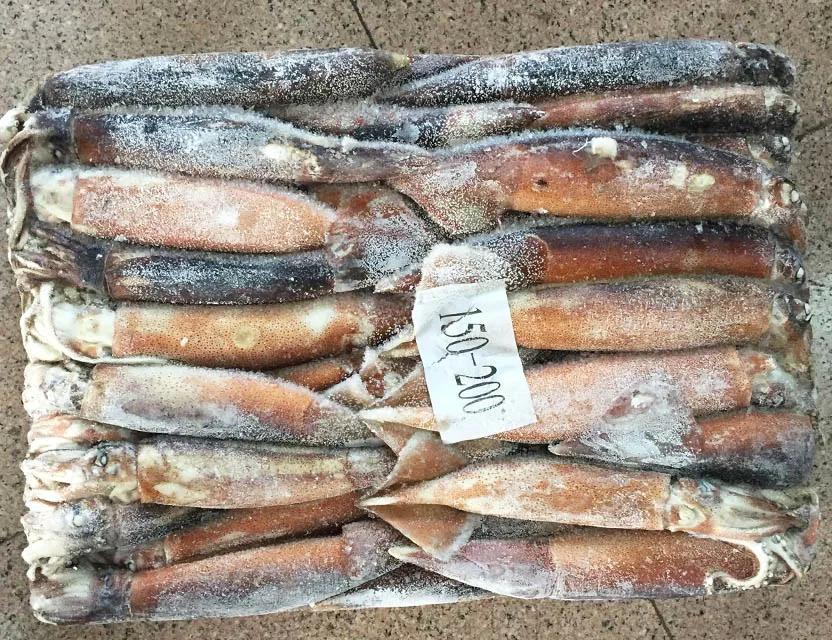 China Origin Frozen Todarodes Pacificus Squid Whole Round