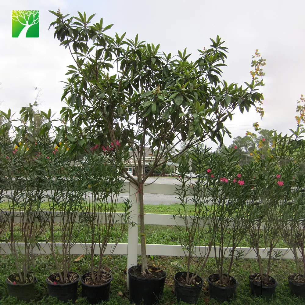 
 Средняя вода, вечнозеленые фруктовые саженцы Eriobotrya japonica, саженцы фруктовых деревьев loquat  