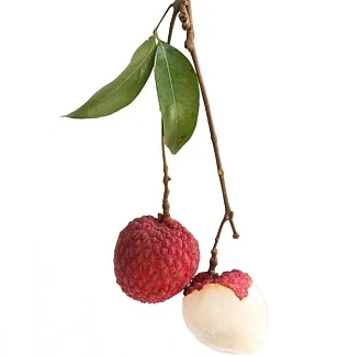 Food imprt of tropical fruits names canned lychee for malaysia