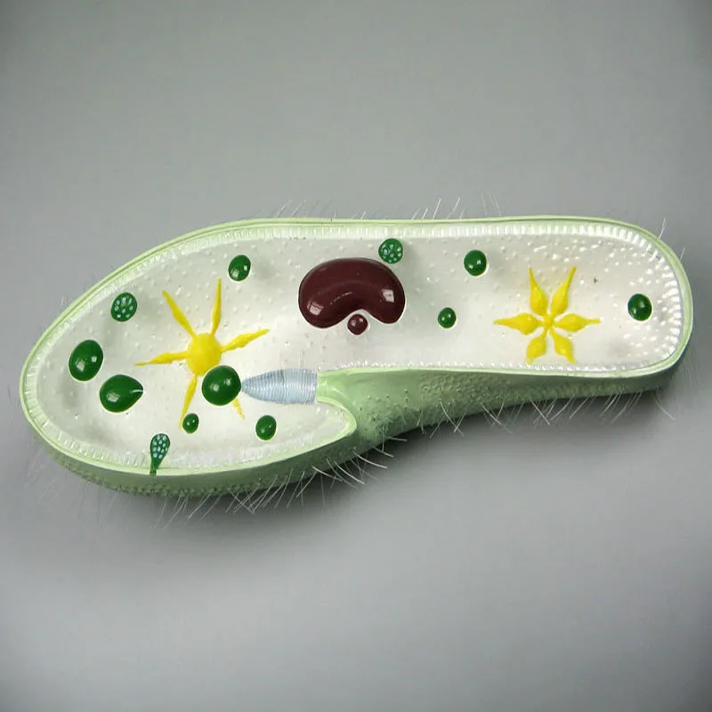 
Biology Teaching Aids Anatomical Paramecium Model 