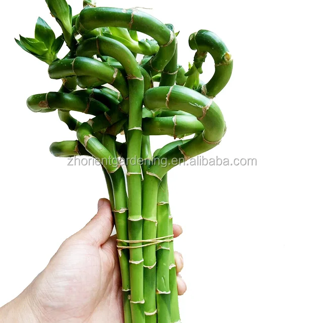 Indoor LUCKY BAMBOO plant nursery 30-120cm lucky bamboo plant dracaena