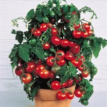 Bonsai Tomato seeds Mini Cherry Potted Sweet Fruit Vegetable Organic Fresh 20 seeds/pack