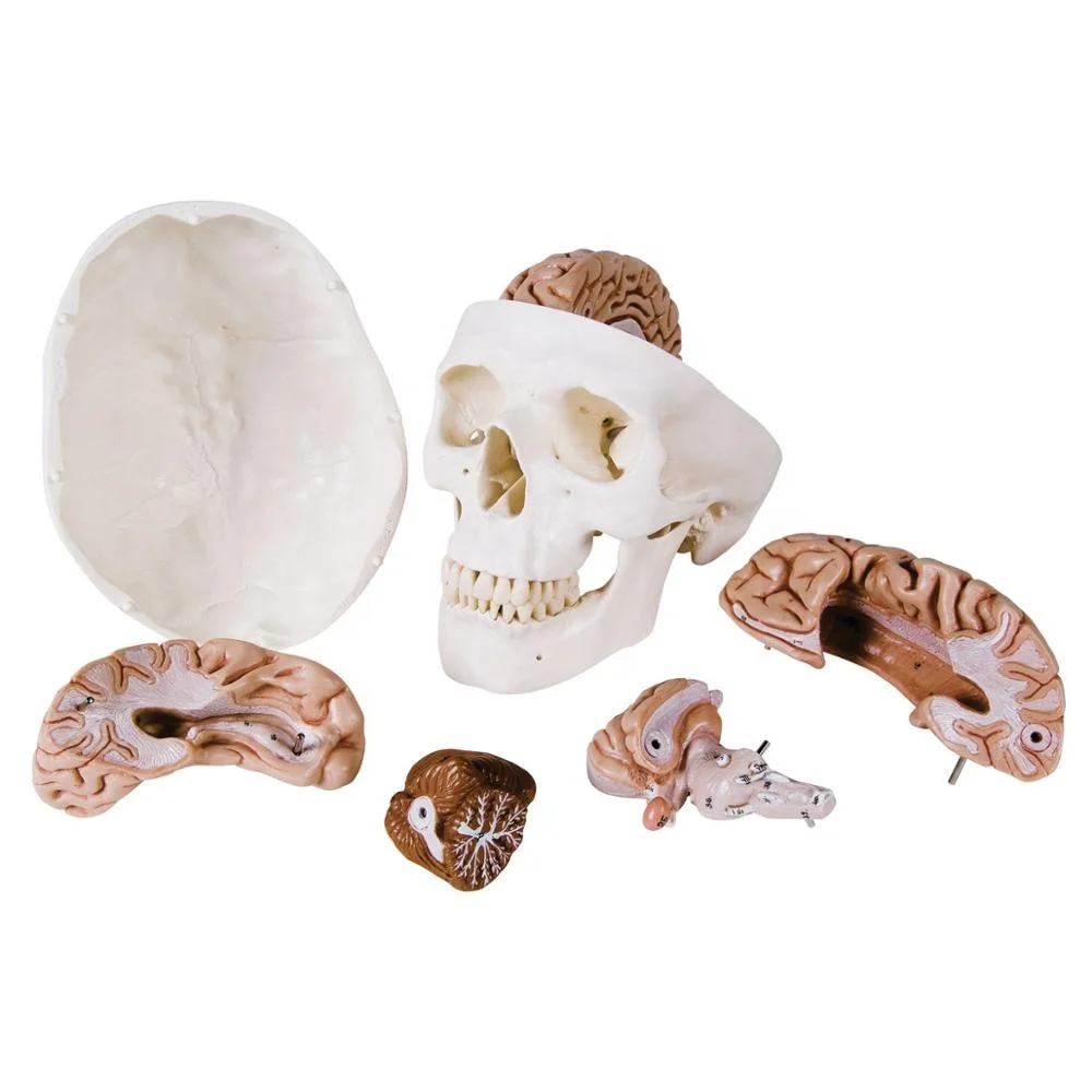 Human Plastic Skull with brain anatomical model