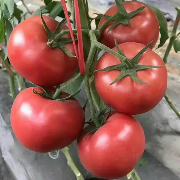 Yinong F1 hybrid high yield pink tomato seeds best price for sale