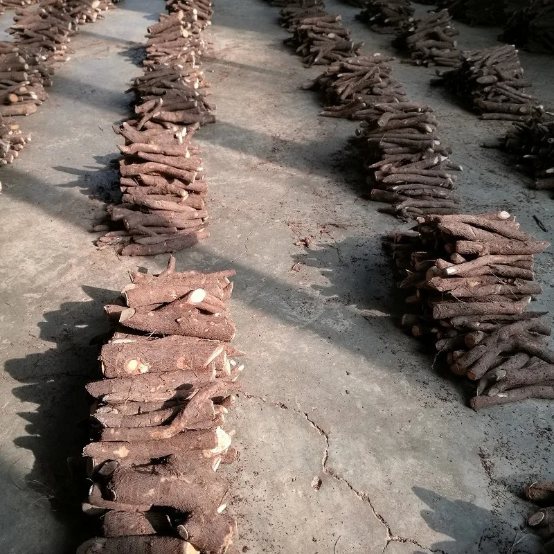 
Paulownia Tomentosa Root Cuttings for planting 