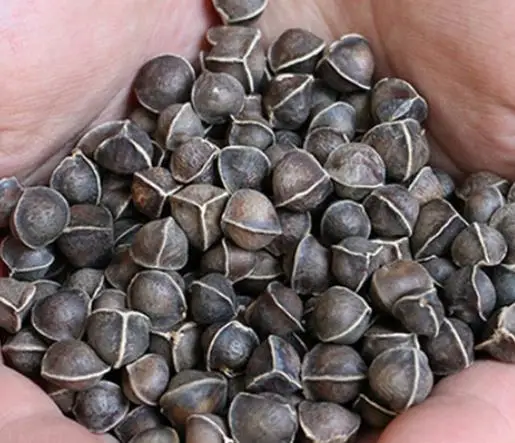 Natural big size dried raw loose Drumstick tree seeds for health foods