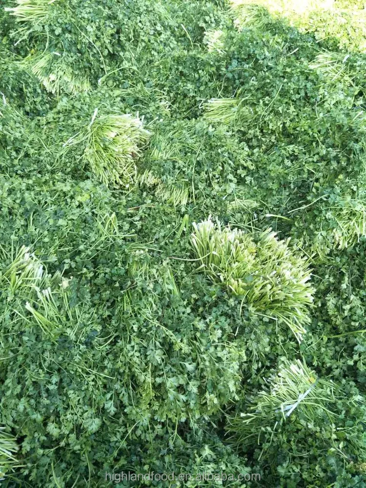 Delicious Chinese Vegetable Dried Dehydrated Parsley /coriander Leaves