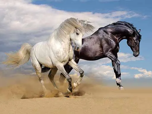 Wholesale of 3D Lenticular Pictures of Horse 5D Lenticular Printing of Animal for House Decor