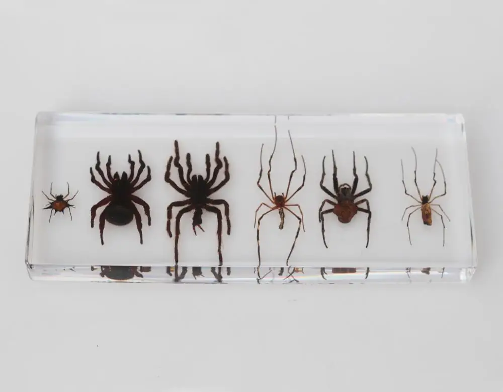 Wholesale 6 Real Spider Preserved Biological Specimens for Education