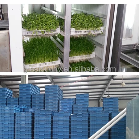 cow farm equipment 1000kg fodder machine / hydroponic fodder systems/ grain bud sprouting solution for cattle fodder