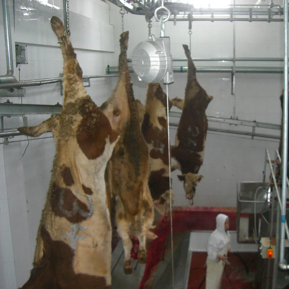Modern Halal Approved Cow Slaughter House With Turnkey Project