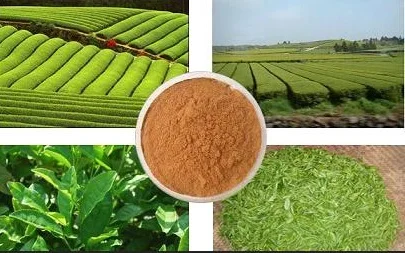 
2018 hot sell Organic green tea extract 