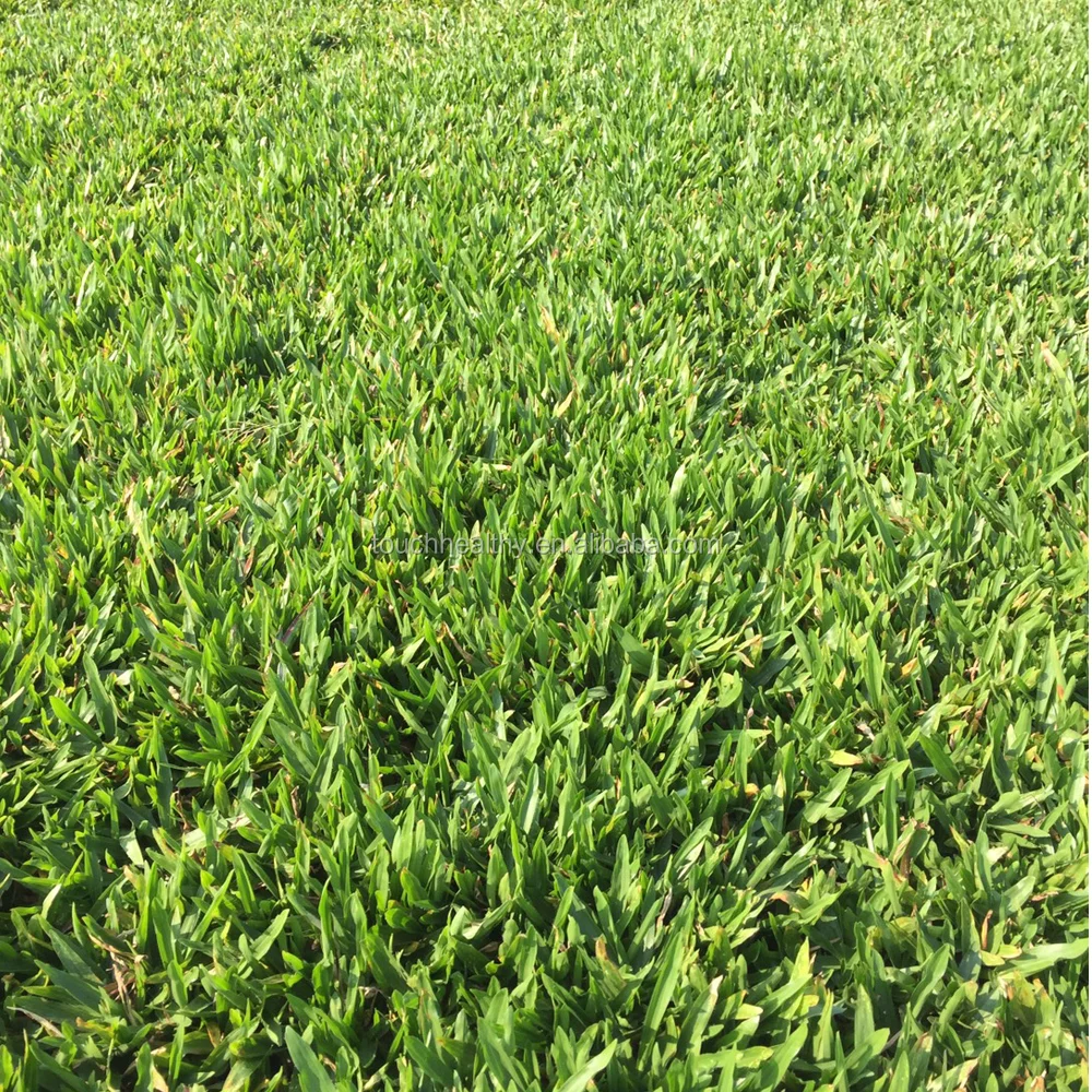 
2021 Top quality common centipede grass seeds used as lawn or turf grass seeds 