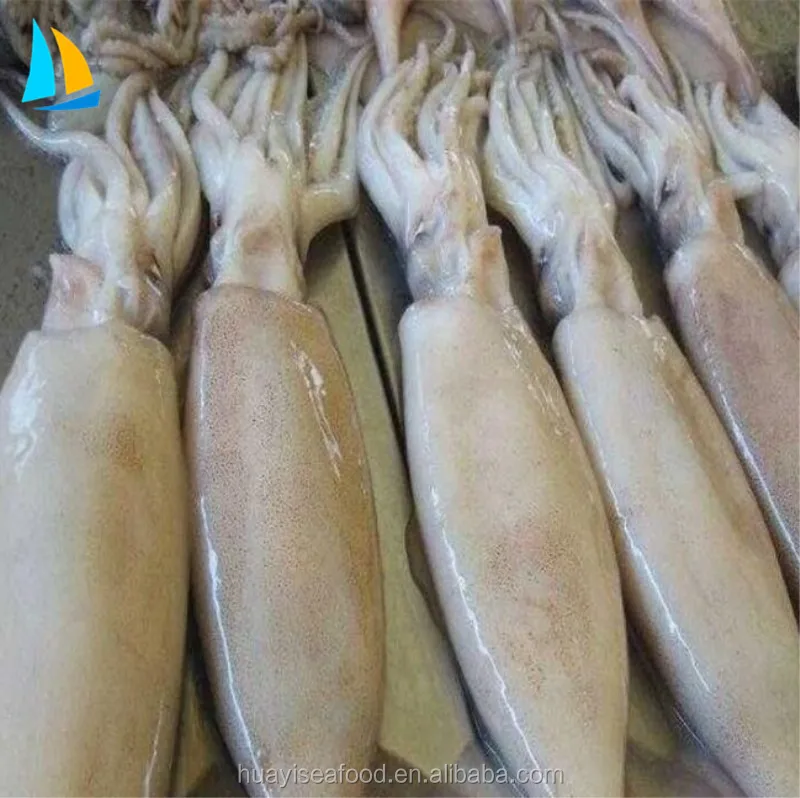 frozen seafood illex argentinus squid with Competitive Price