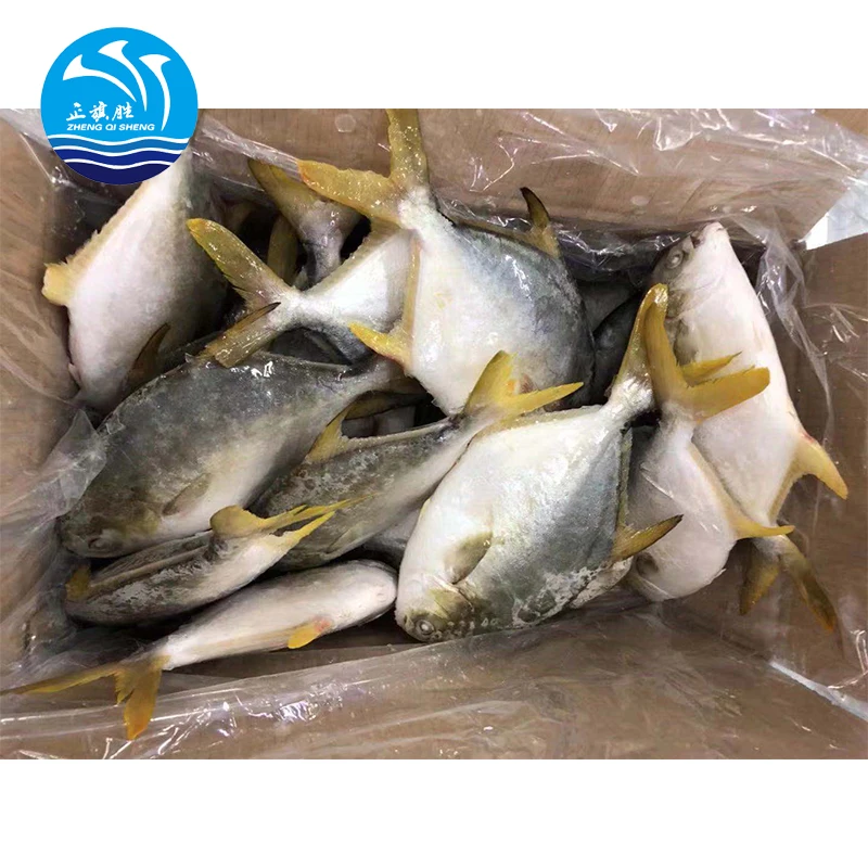 wholesale seafood Frozen Golden Pompano/Golden Pomfret