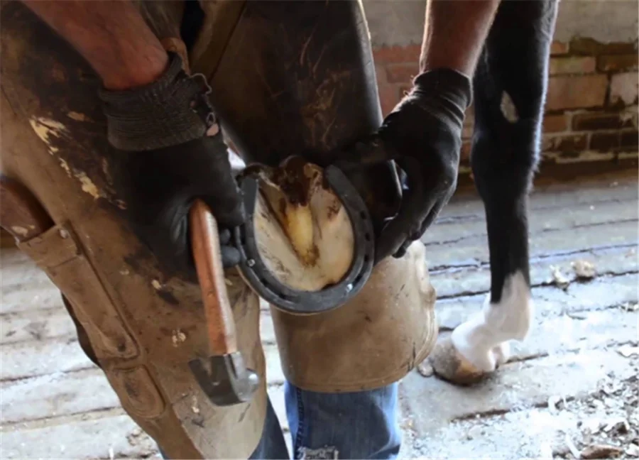 Wholesale High Quality Forging Nail Racing Used Steel Horseshoe