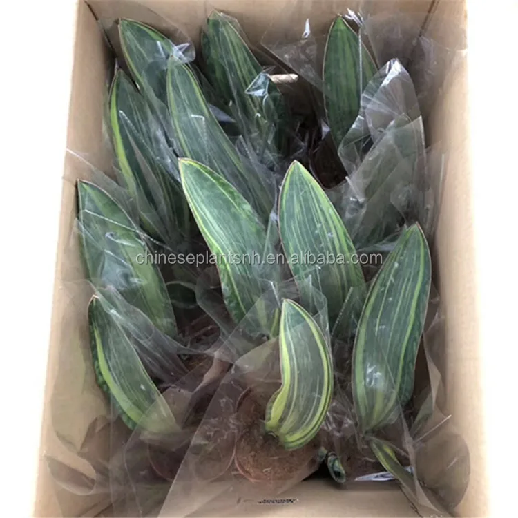  Зеркало с сокровищами Sansevieria Trifasciata Surpeba для