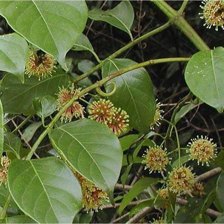 Factory Supply Plant Extract Raw Material Uncaria Gambir Tomentosa Extract