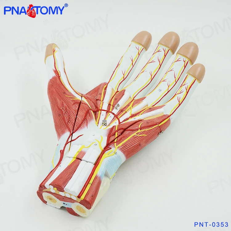 PNT-0342 enlarged human hand muscle anatomical model blood vessel and nerves