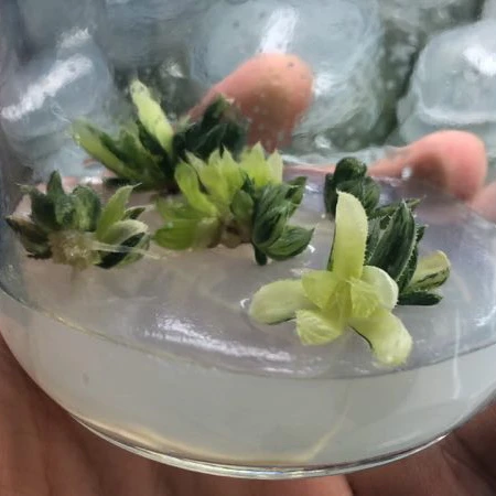 Оптовая продажа разномастных суккулентов растения хавортии