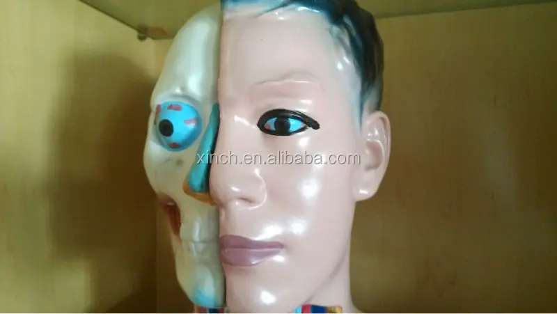 85CM half body male torso mannequin 19 Parts