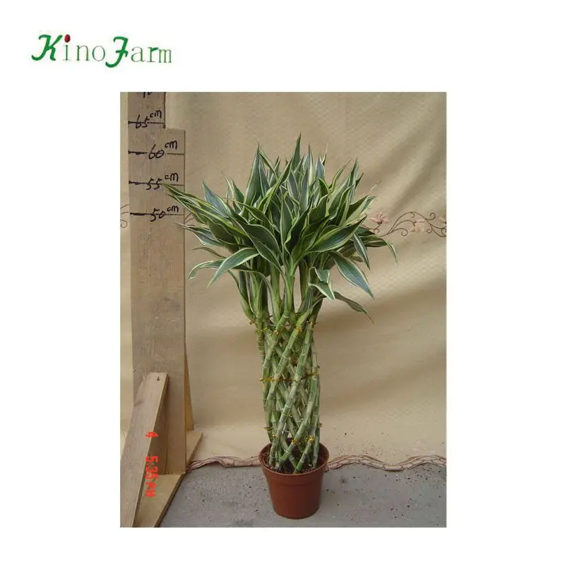 
 Высокое качество, оптовая продажа, счастливый бамбук, цена  