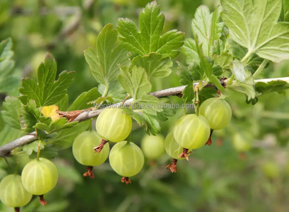 
Gooseberry fruit Seedling (Ribes reclinatum) 