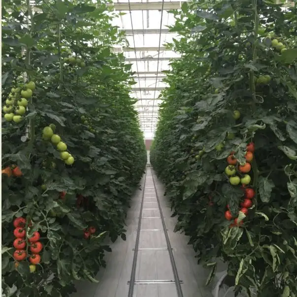 Tomato nursery planting equipment