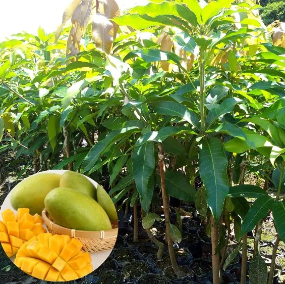 
Mang guo насыпные фруктовые деревья манго для посадки 