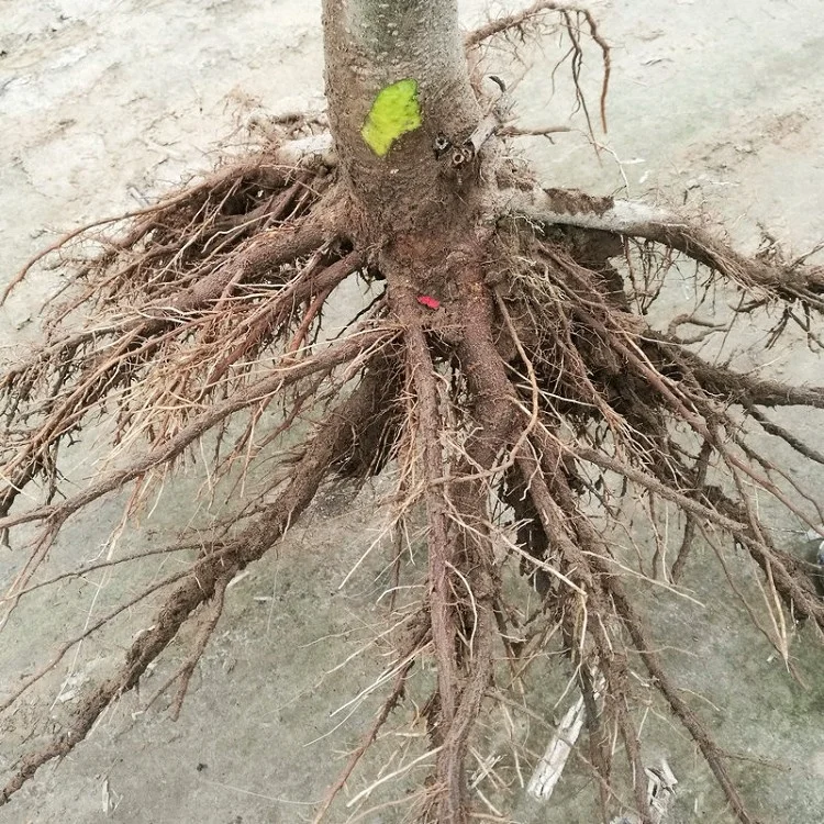 
2018 fresh fast growing hybrid paulownia FTE one year stump with phytosanitary certificate for lumber 