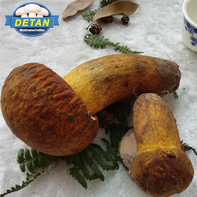 
Detan Wild Boletus Fresh Mushroom Price 