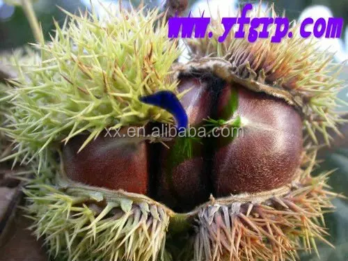 
Organic Raw Fresh Chestnut Chinese bulk chestnuts price 