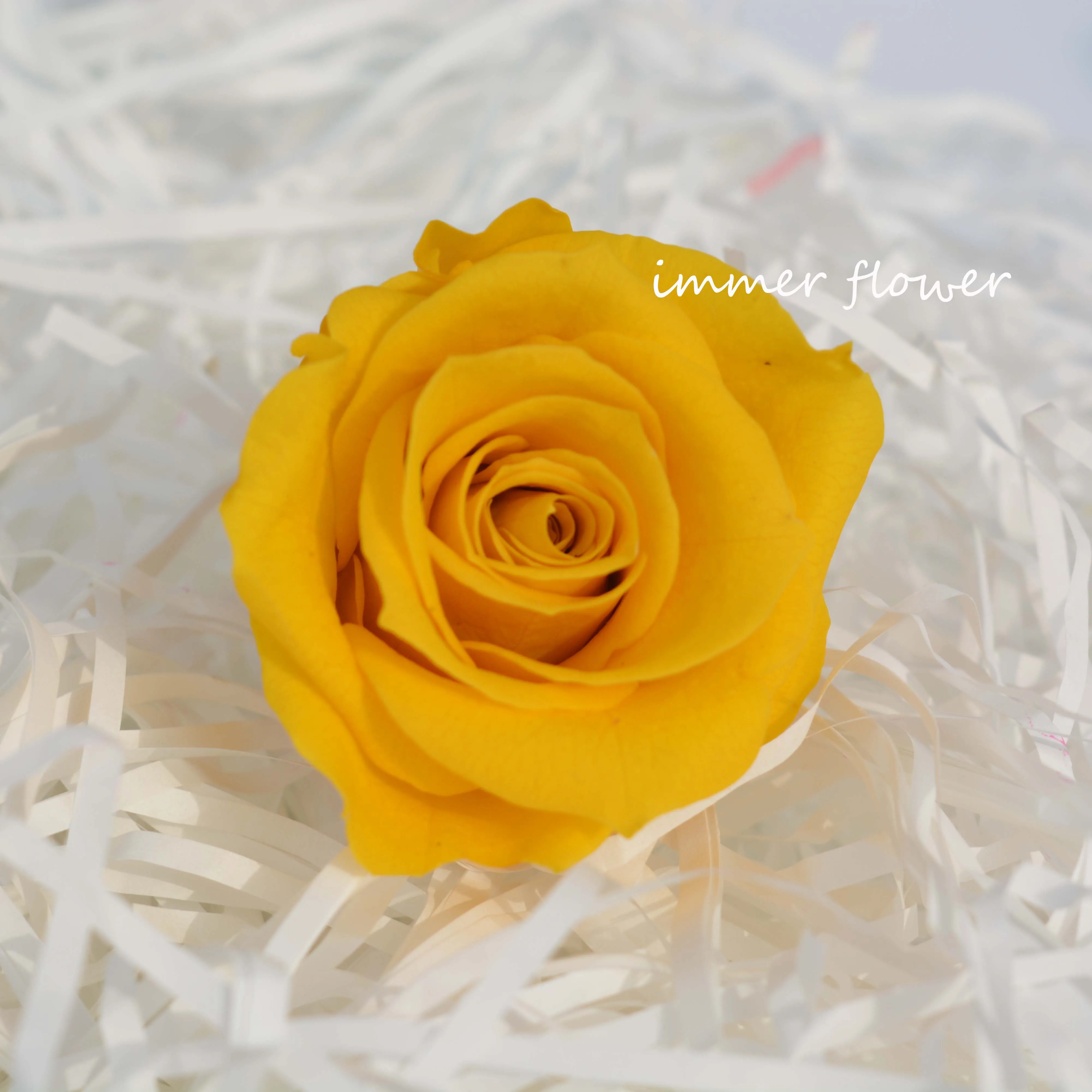 Wholesale Lasting Long Eternal Roses as Rose Petals in Glass