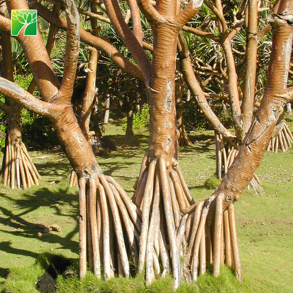 Natural outdoor ornamental perennial flowering plants name pandanus utilis