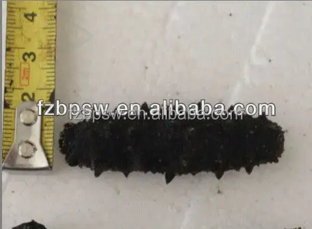 Морской огурец по цене stiweus, колючий/spiky/spiny / thorny Sea slug,