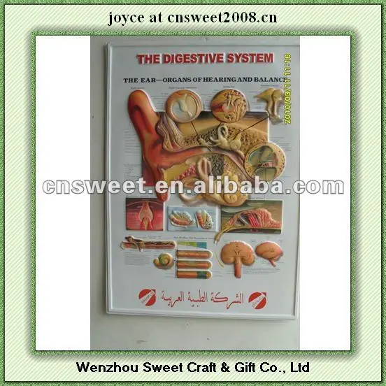 3d printing posters PVC poster with anatomical picture