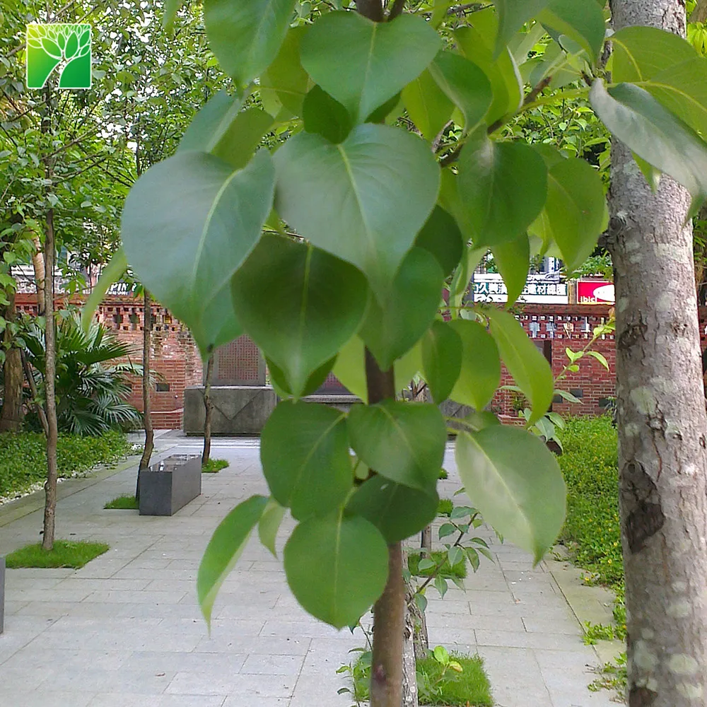 25-35 feet height low maintenance full sun pear fruit sapling Pyrus spp