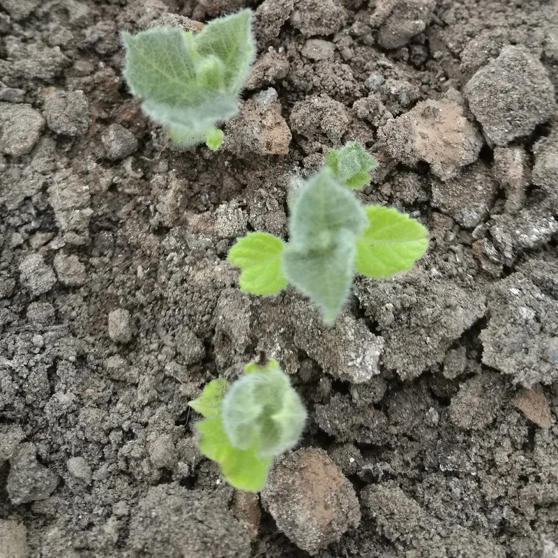 
Pao tong Z07 корни павловнии с сертификатом 