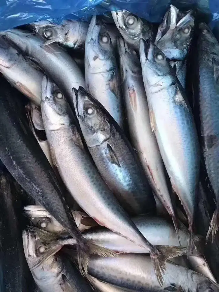 Seafrozen Pacific Mackerel Fish Price 300-500