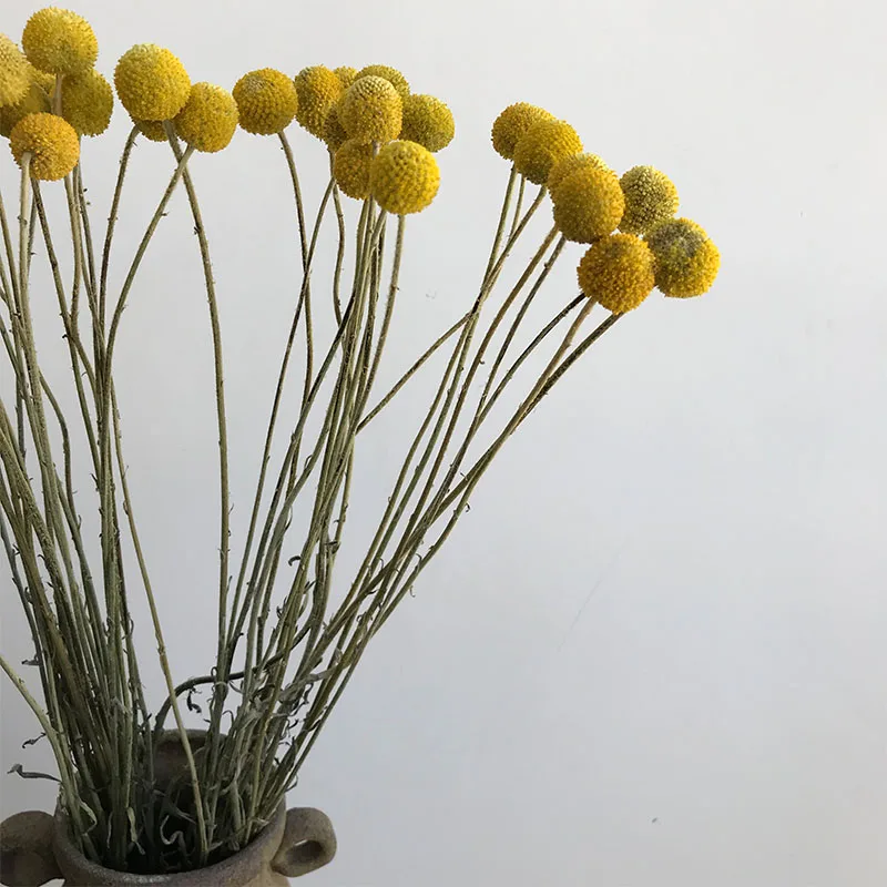 
dried flower collecting dried flower arrangements for walls 