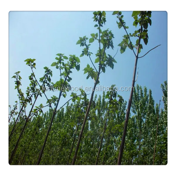 Paulownia seeds, seedlings, root, root stump and saplings